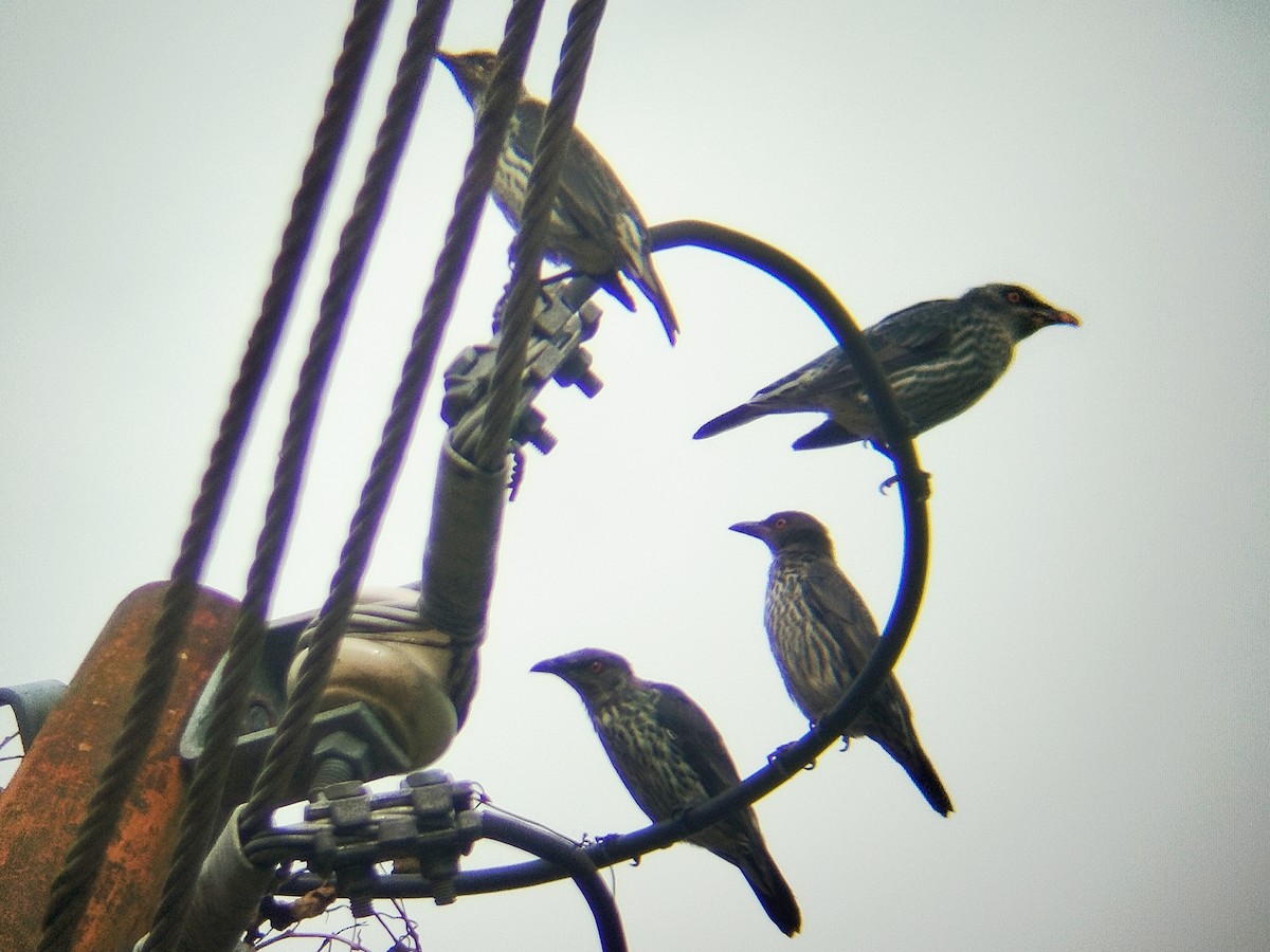 Malaienstar - ML644640502