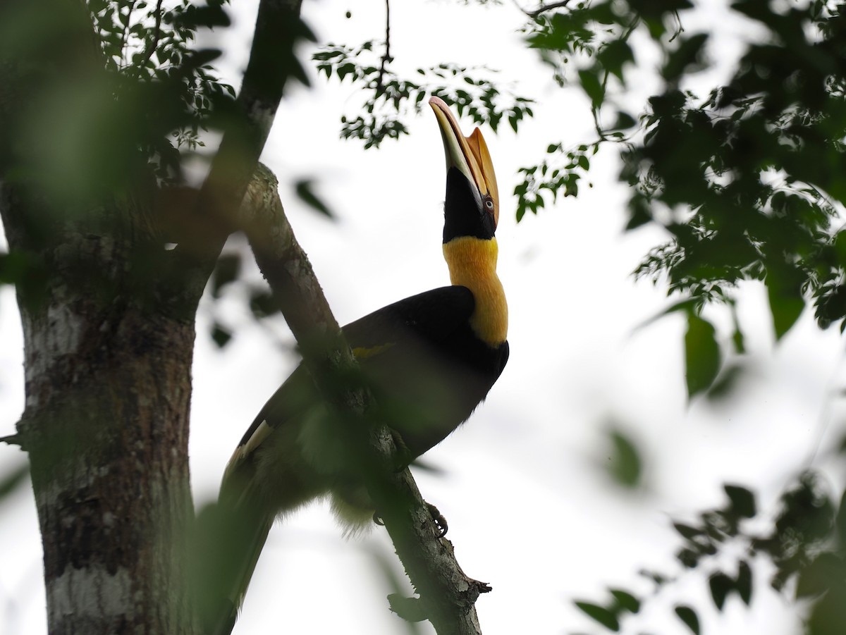 Doppelhornvogel - ML644640505