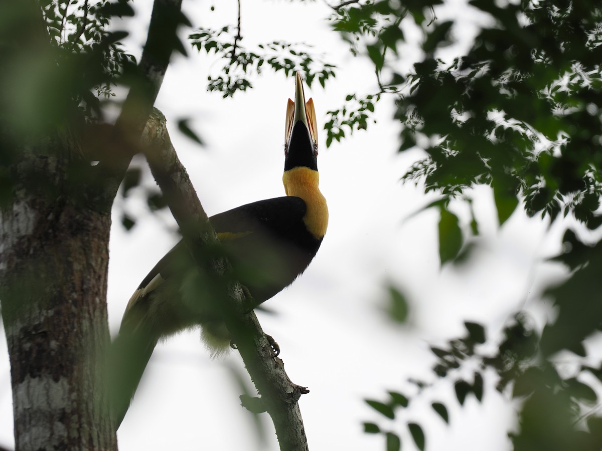 Doppelhornvogel - ML644640506