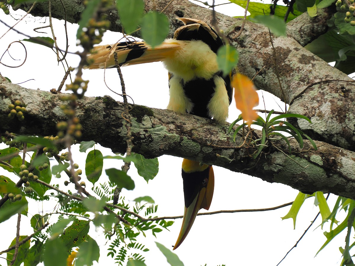 Doppelhornvogel - ML644640508