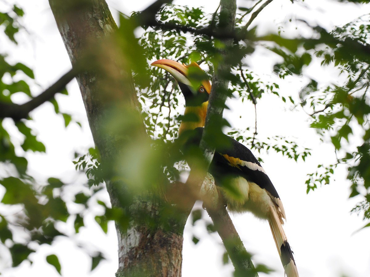 Doppelhornvogel - ML644640510