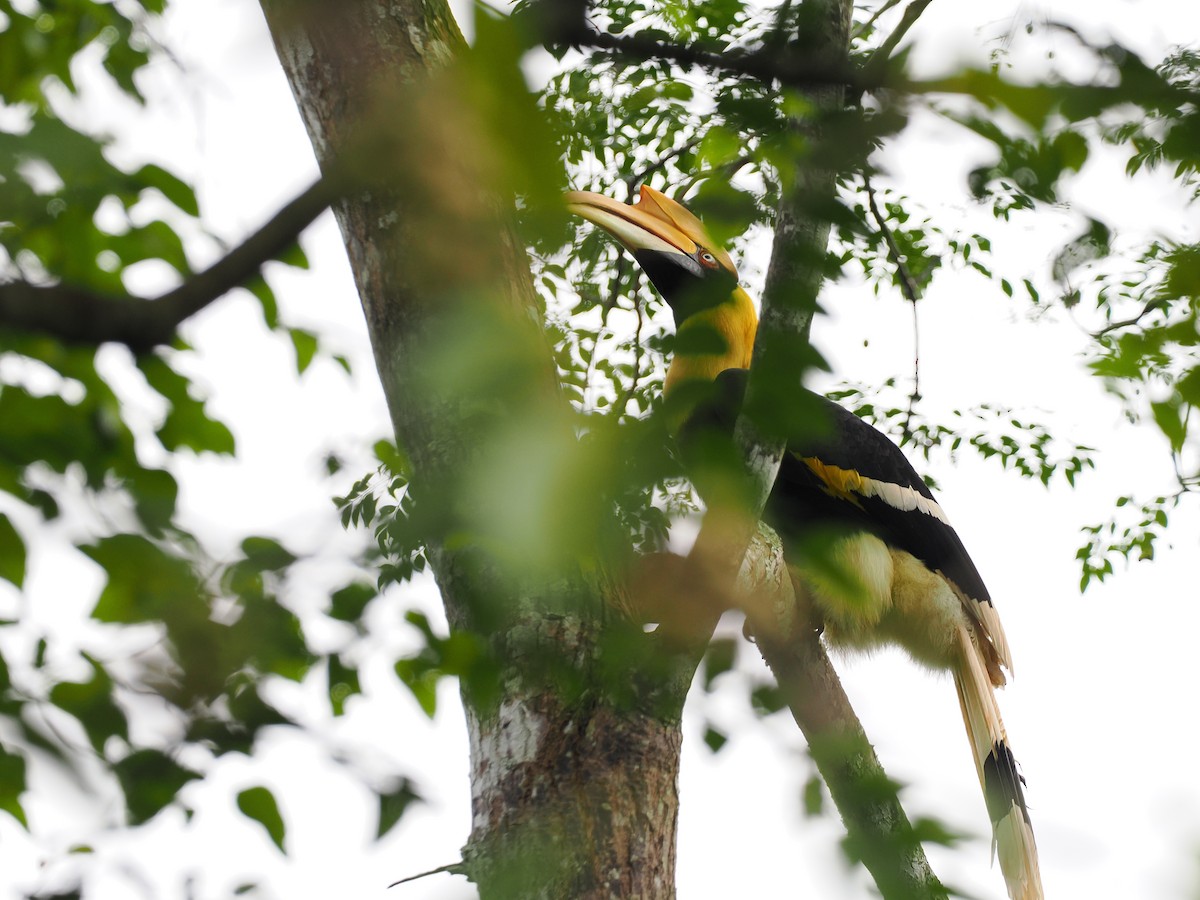 Doppelhornvogel - ML644640511