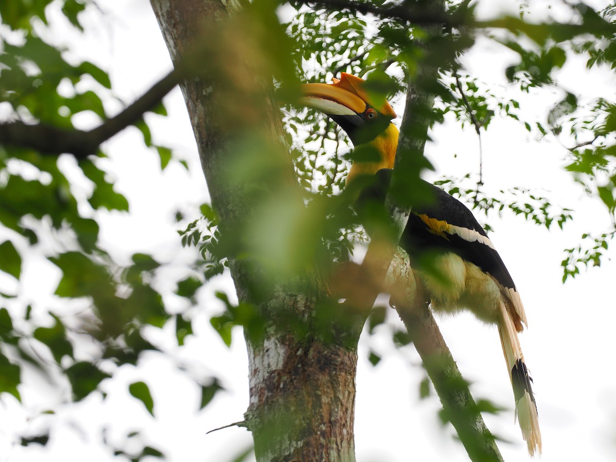 Doppelhornvogel - ML644640512