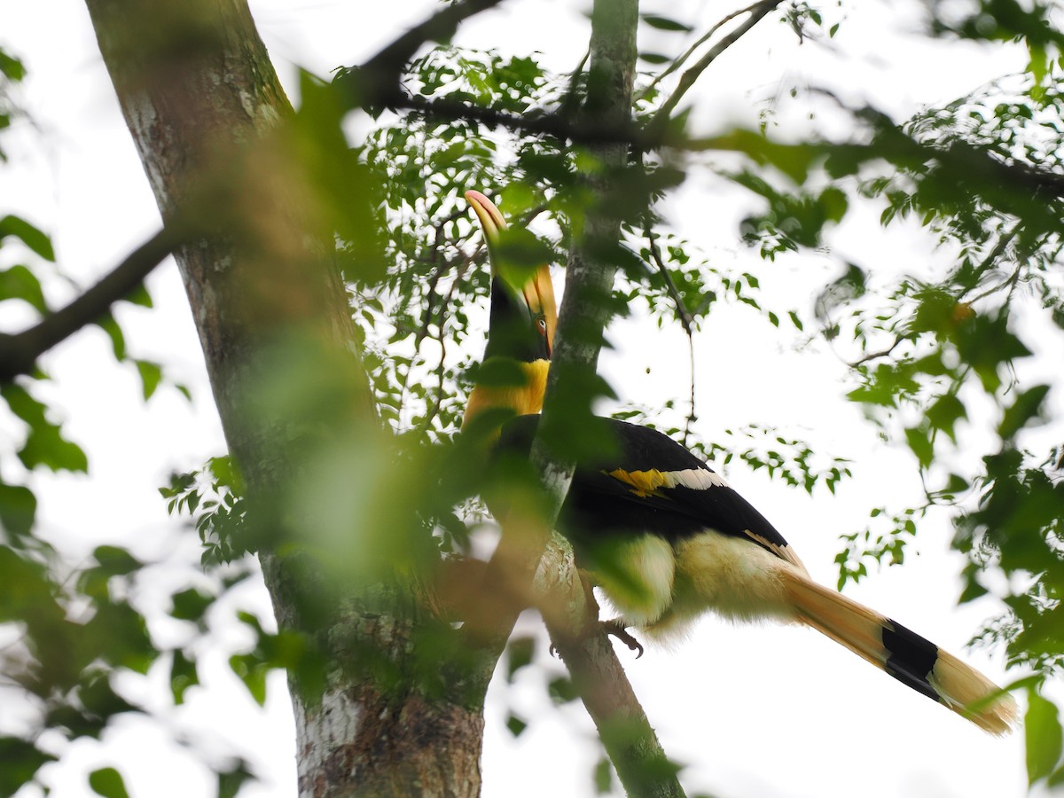 Doppelhornvogel - ML644640515