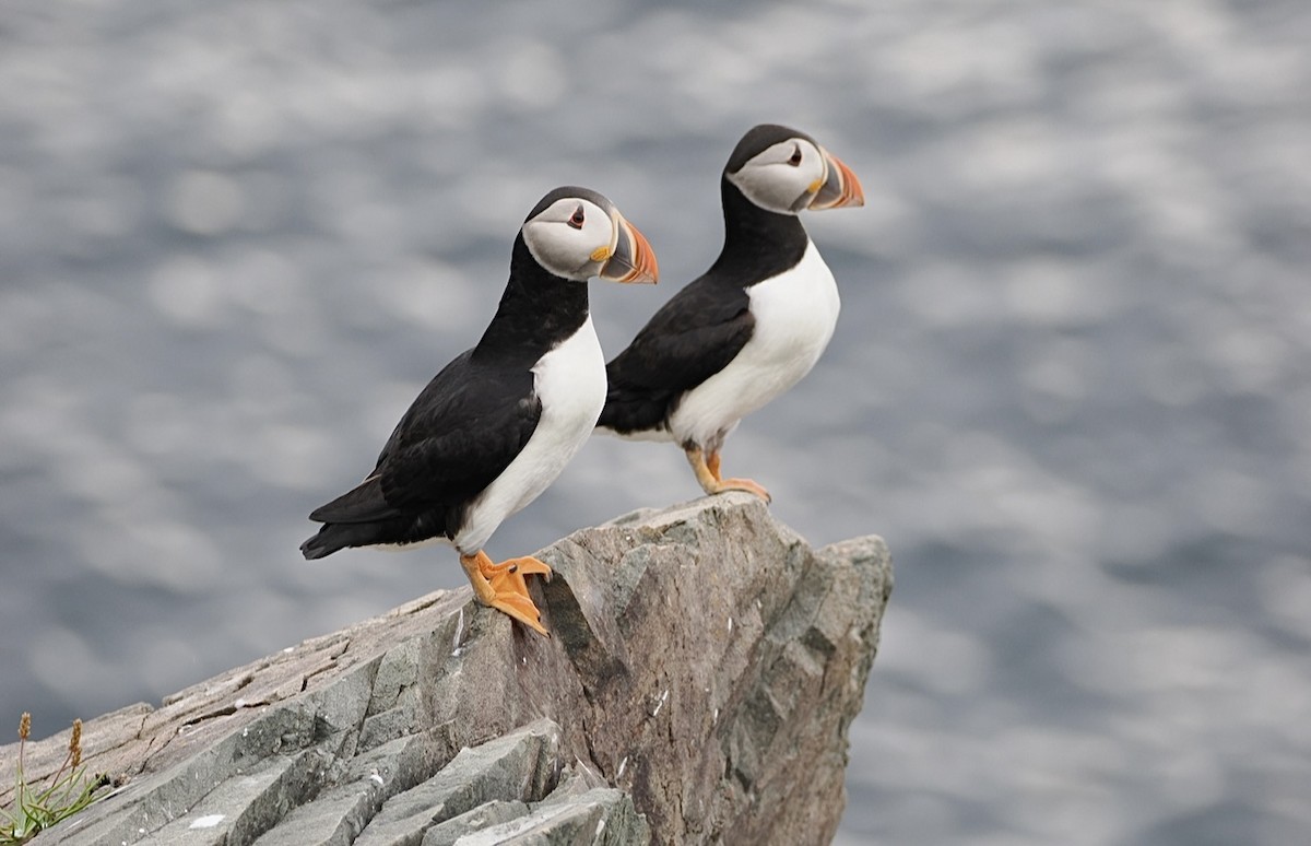 Papageitaucher - ML644640516