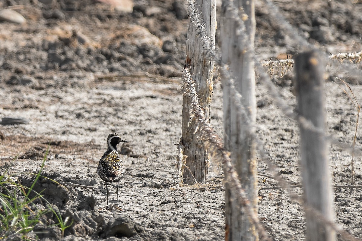 sibirlo - ML644640517