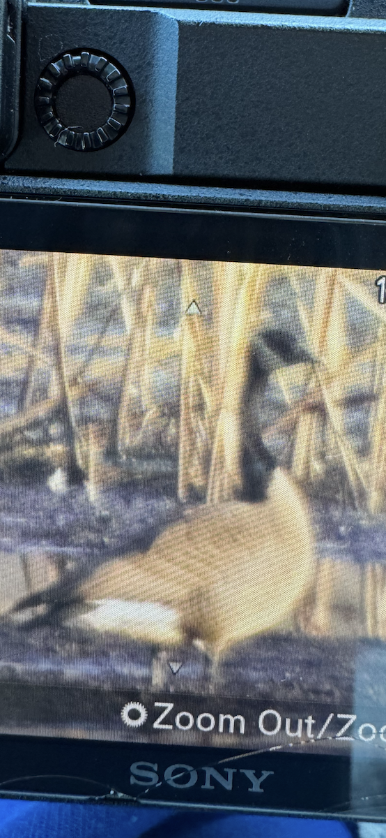 Zwergkanadagans - ML644640518