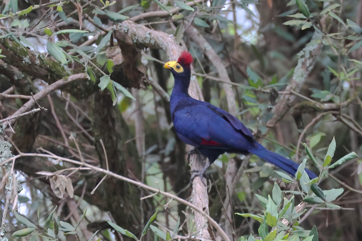 Ross's Turaco - ML644640519