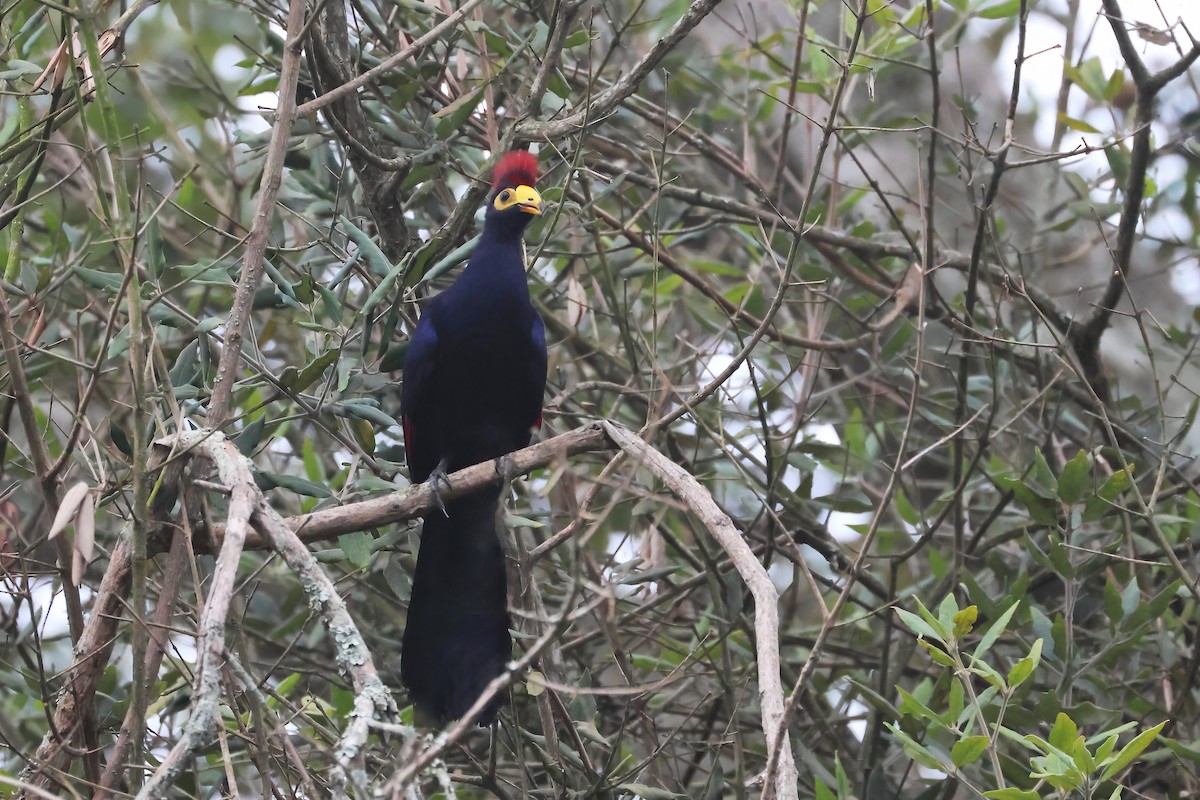 Ross's Turaco - ML644640520