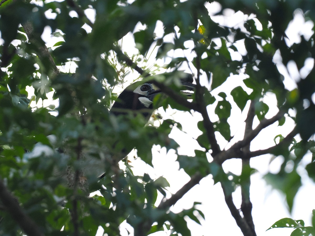 キタカササギサイチョウ - ML644640530