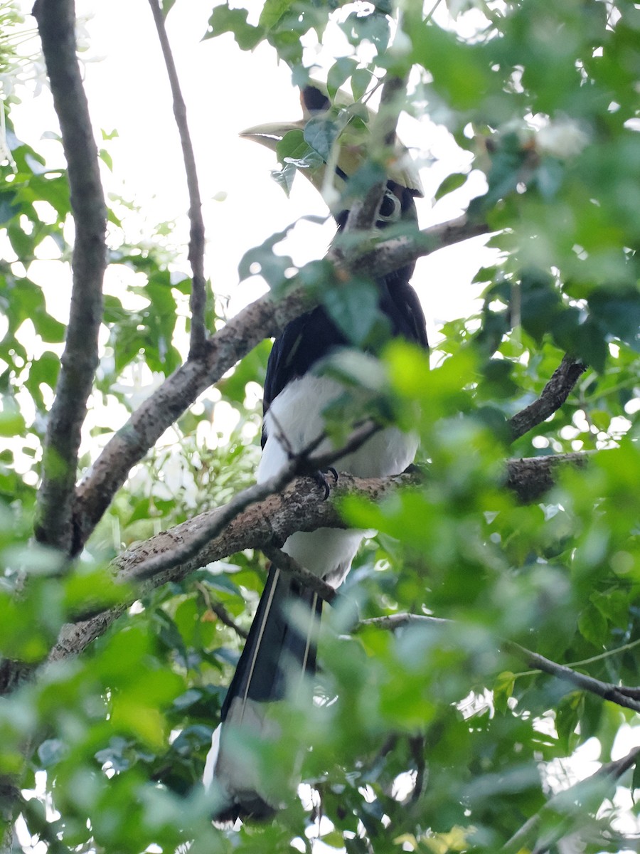 Птах-носоріг малабарський - ML644640531