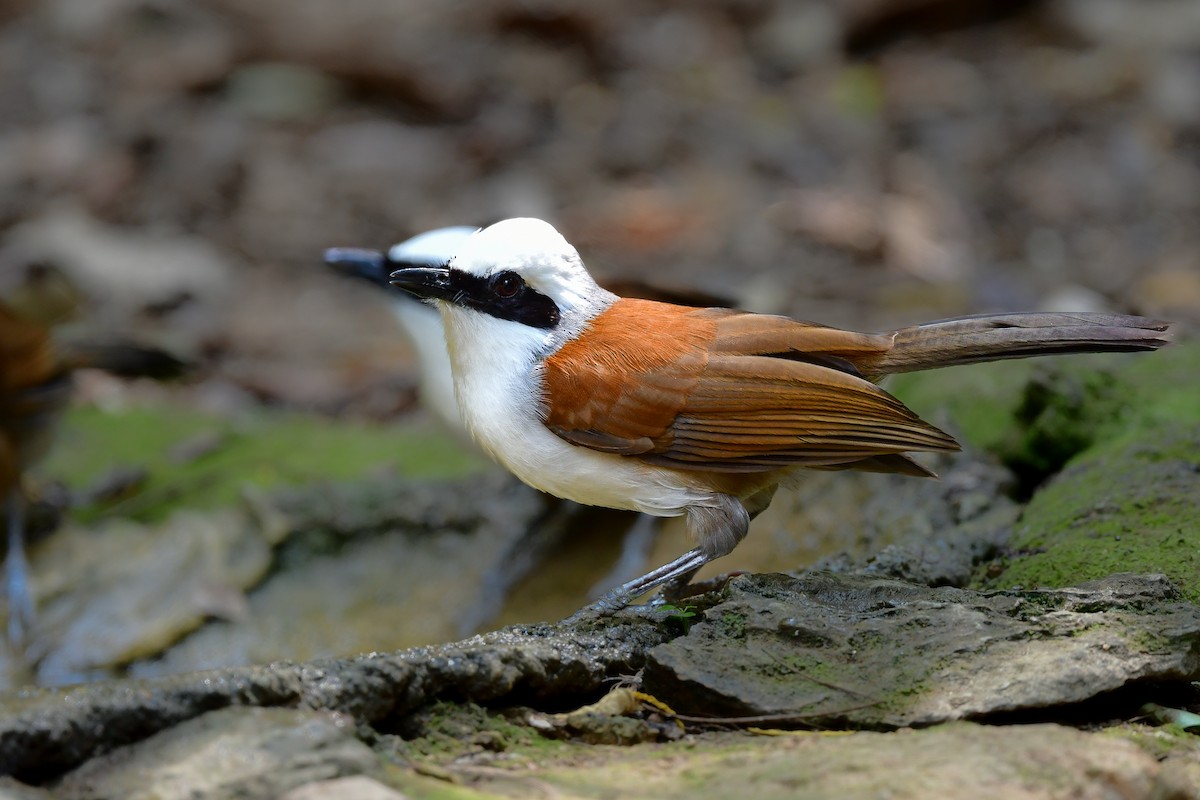 Чагарниця чубата - ML644640532