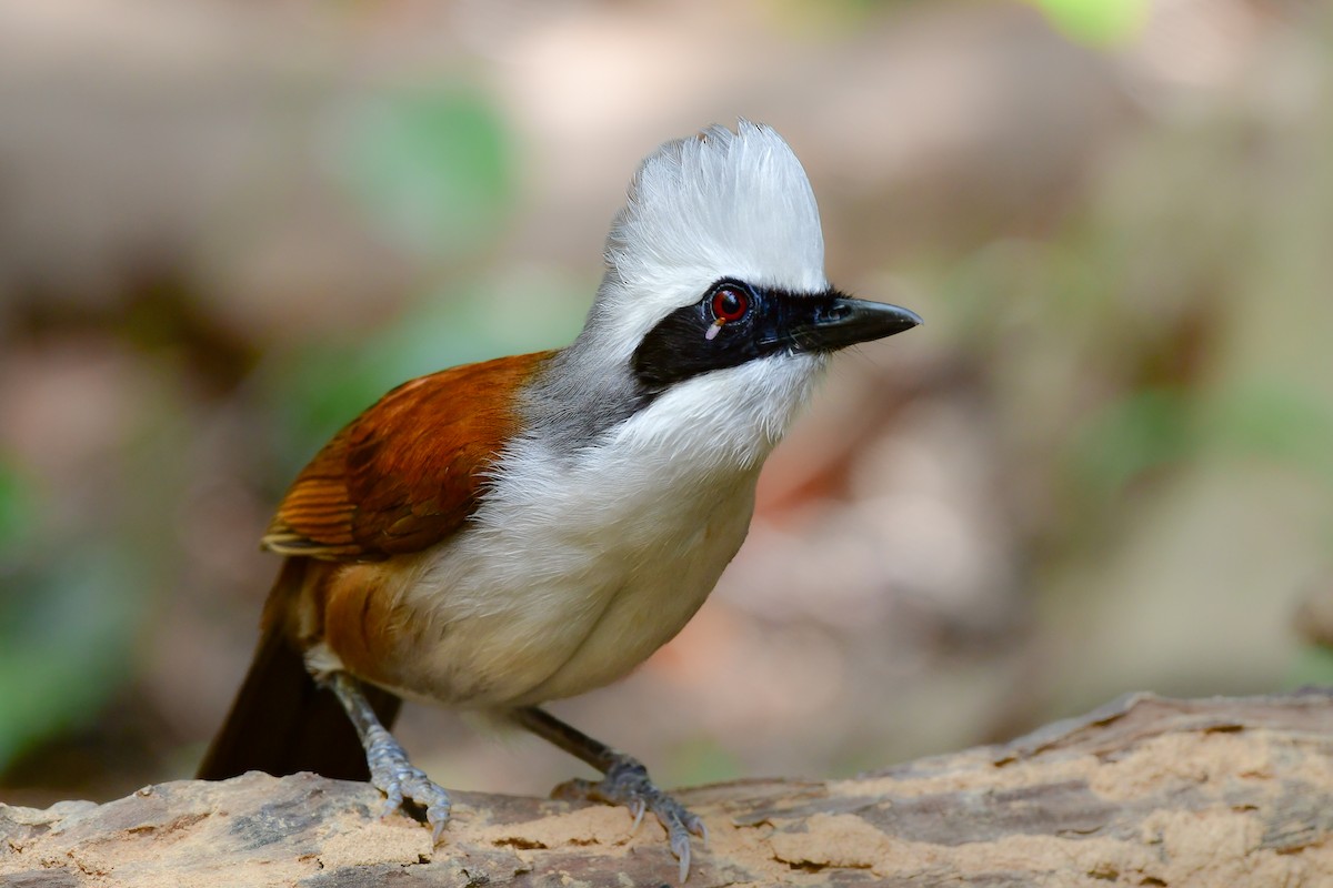 Чагарниця чубата - ML644640535