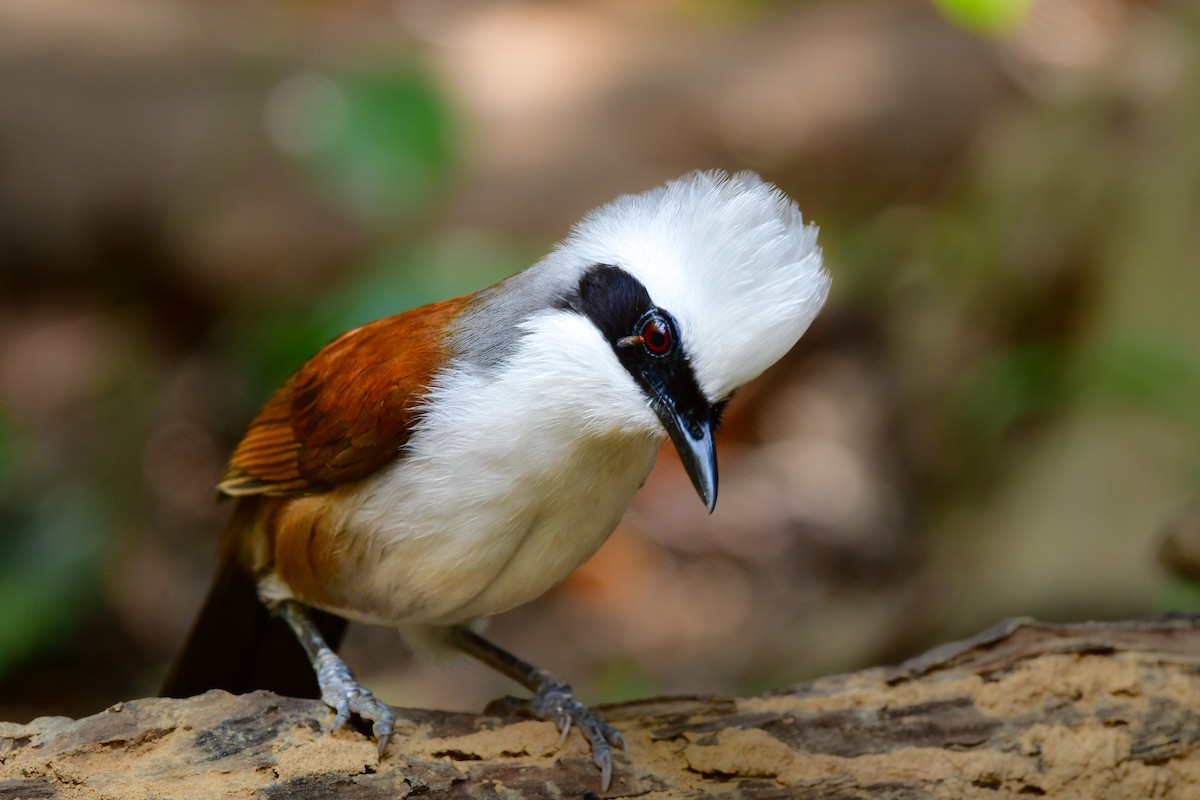 Чагарниця чубата - ML644640538