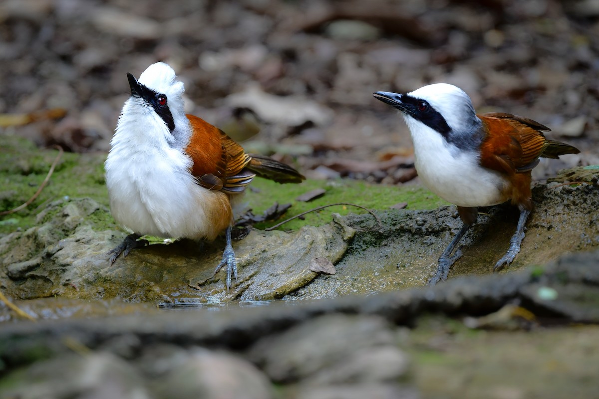 Чагарниця чубата - ML644640539