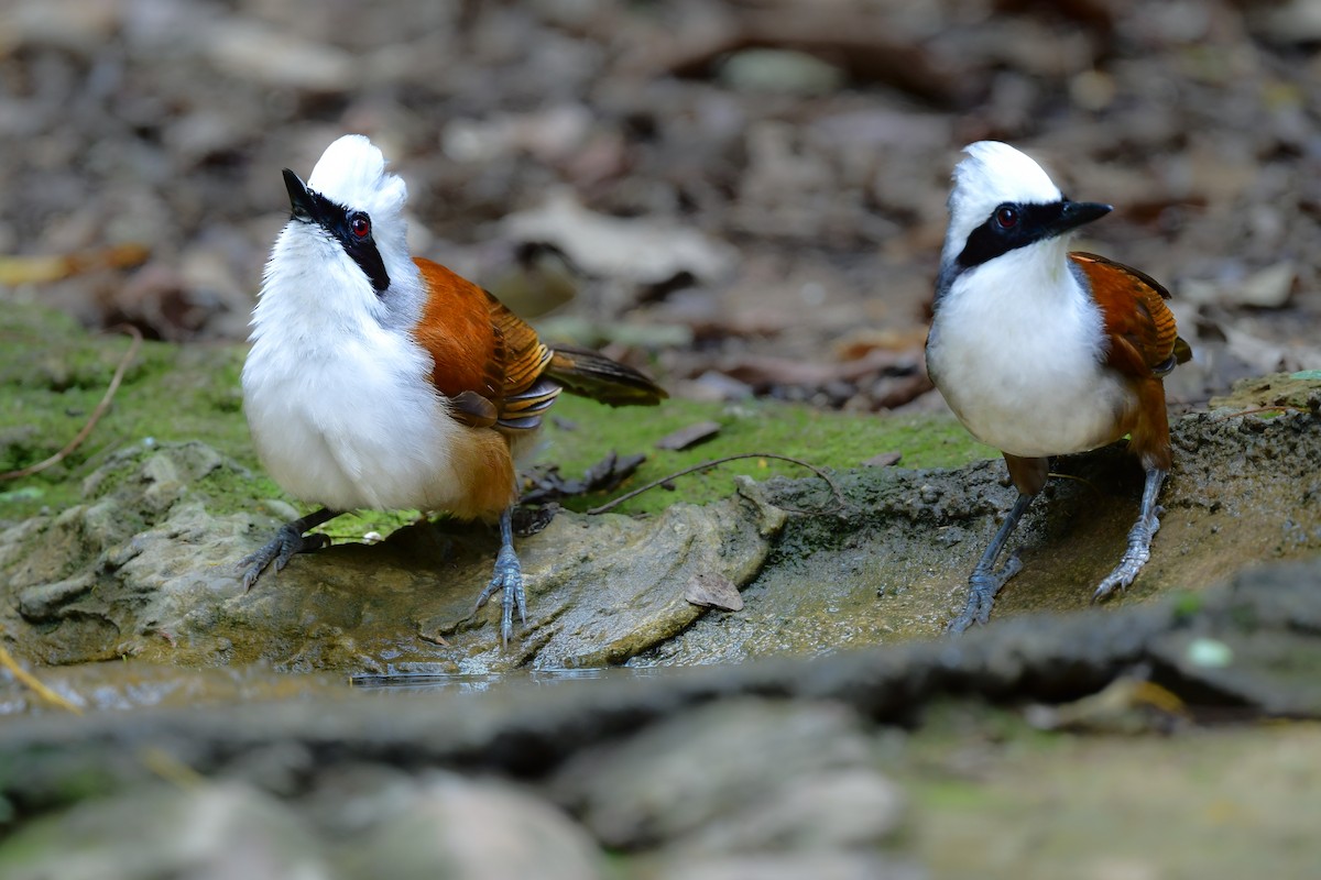 Чагарниця чубата - ML644640540