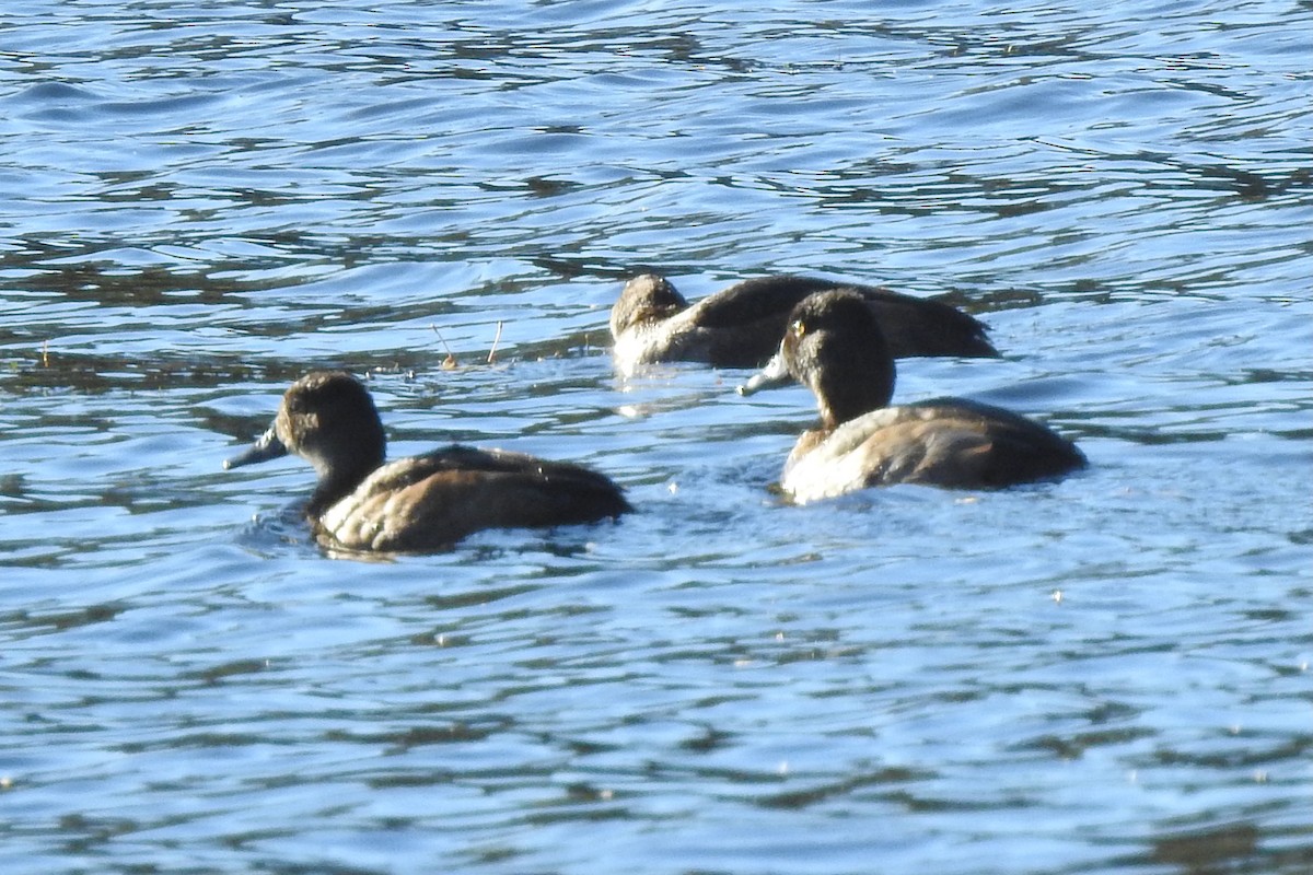 Ring-necked Duck - ML644640543