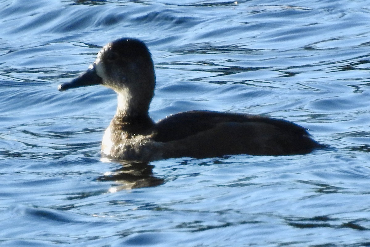 Чернь канадська - ML644640544