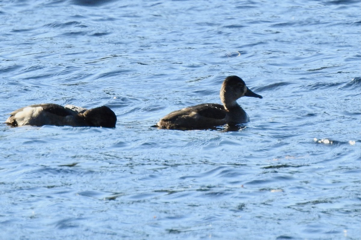 Чернь канадська - ML644640546