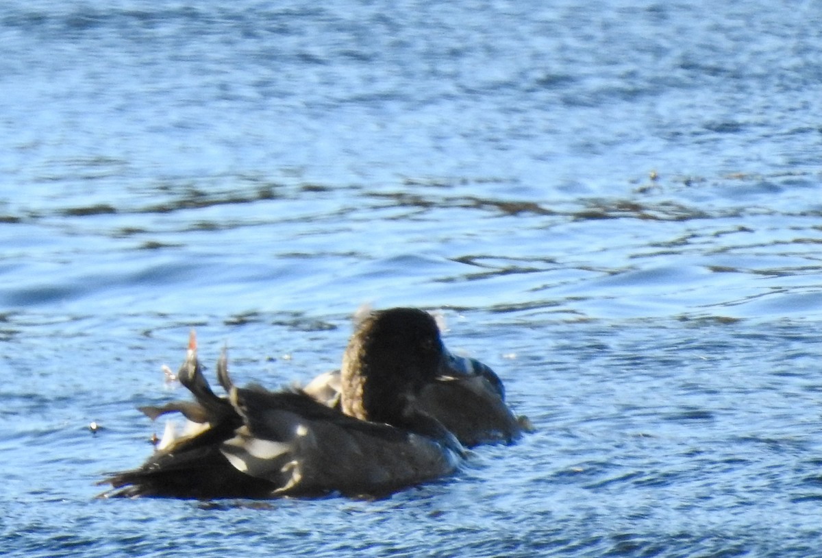 Чернь канадська - ML644640548