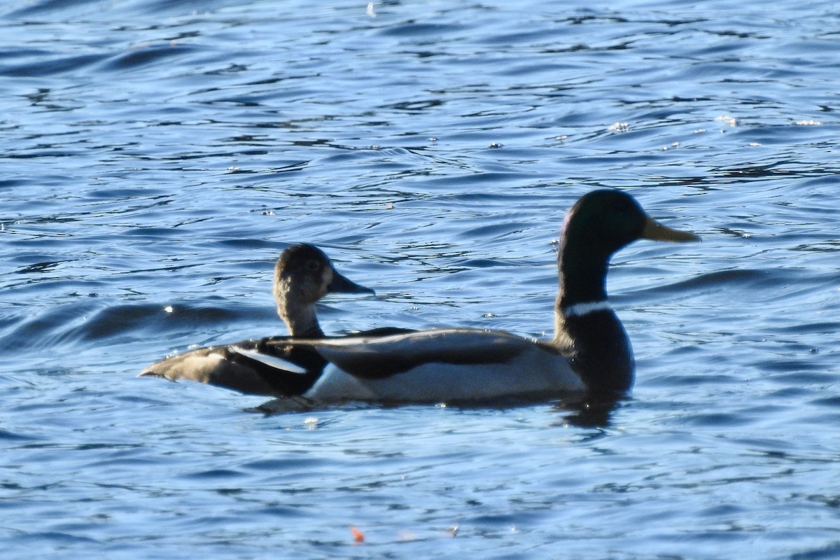 Чернь канадська - ML644640550