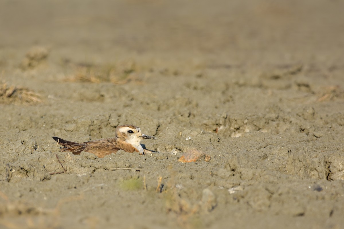 Пісочник каспійський - ML644640553