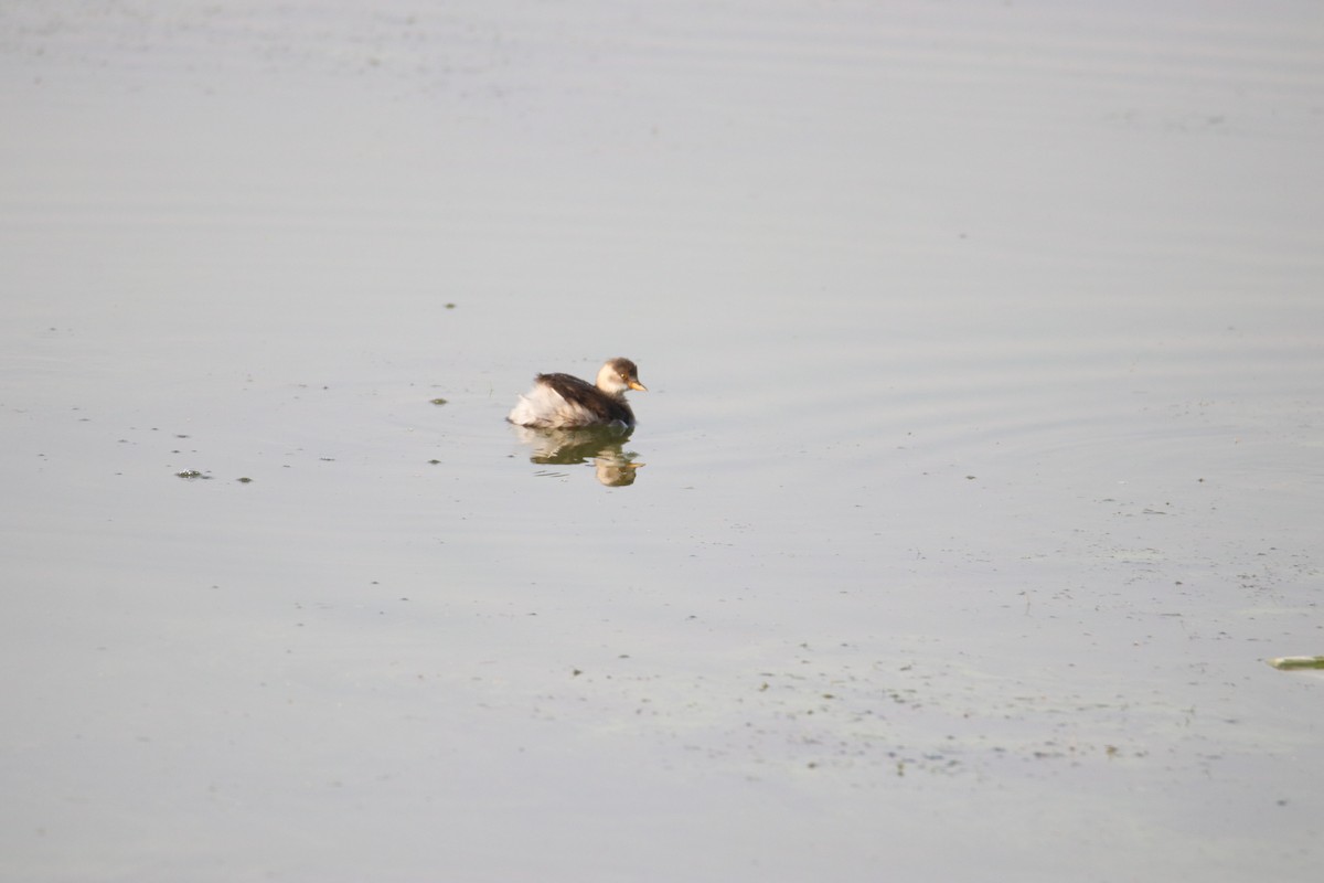 Пірникоза мала - ML644640558