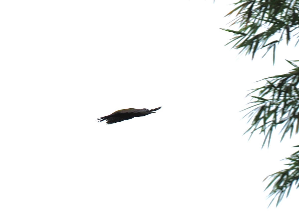 Жовна смугасточерева - ML644640561