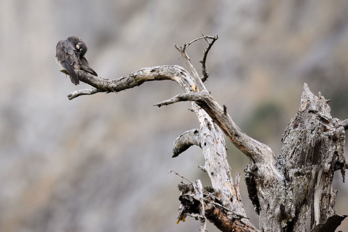 Підсоколик Елеонори - ML644640582