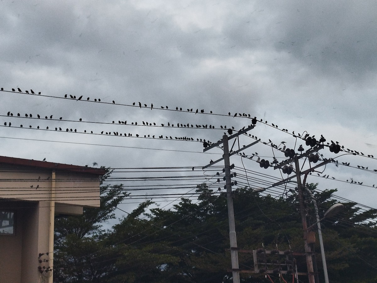 Шпак-малюк філіпінський - ML644640583