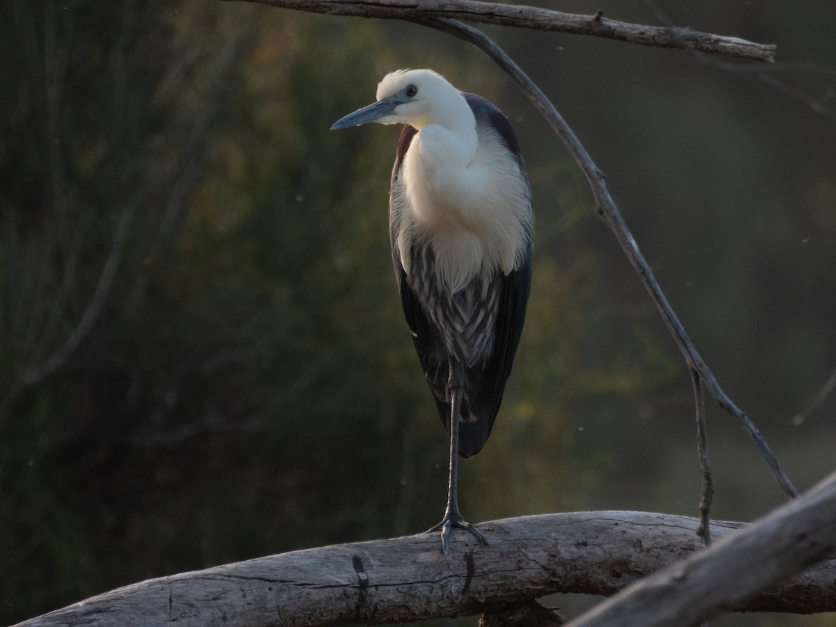 Чапля білошия - ML644640584