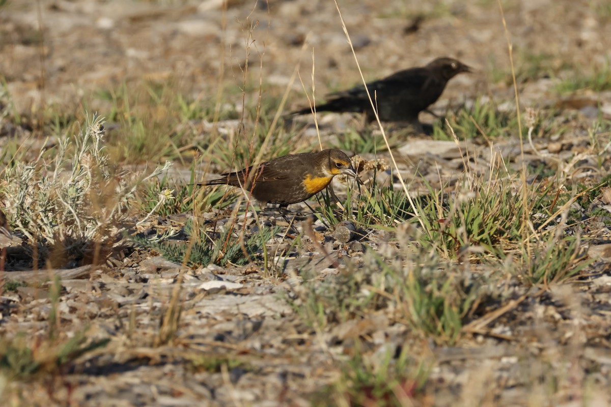 Yellow-headed Blackbird - ML644640586