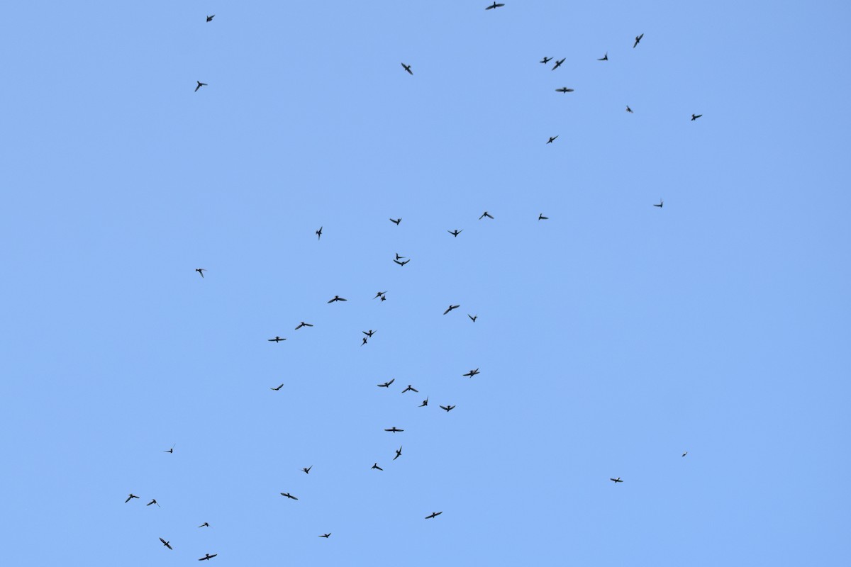 Little Swift - ML644640587