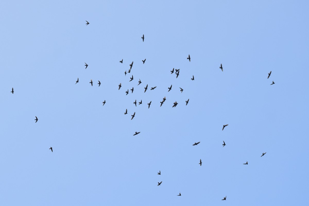 Little Swift - ML644640588