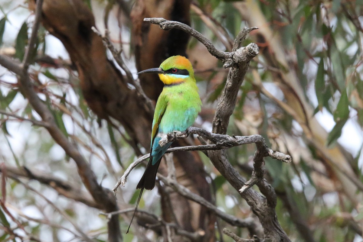 Regenbogenspint - ML644640592