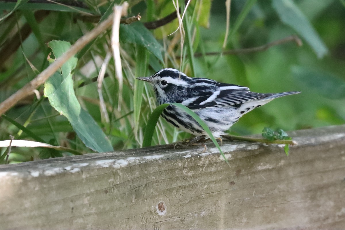 Black-and-white Warbler - ML644640600