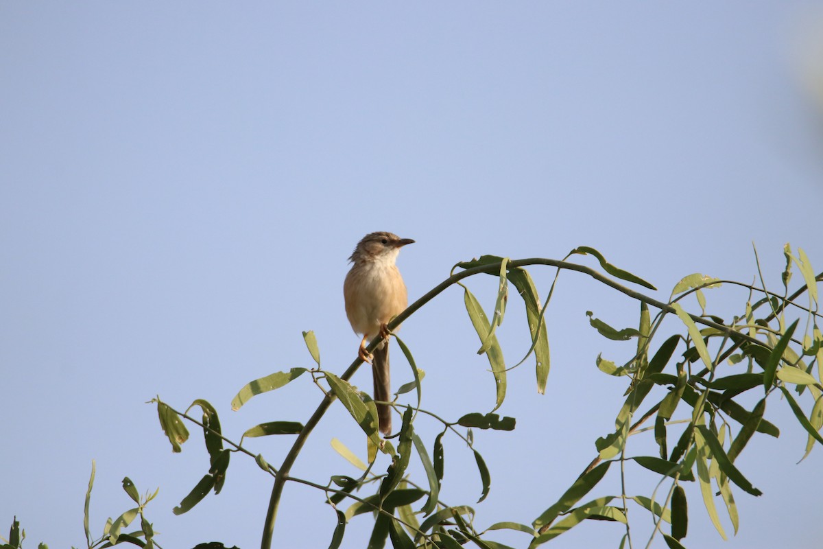 Kalapitari indiarra - ML644640603