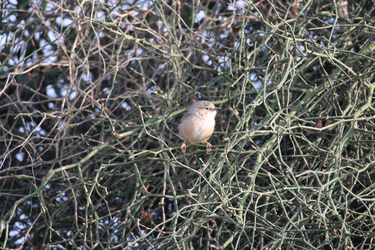 Kalapitari indiarra - ML644640604