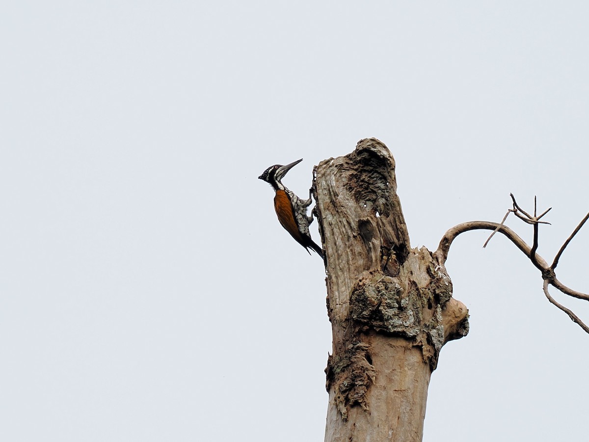 sultanspett - ML644640609