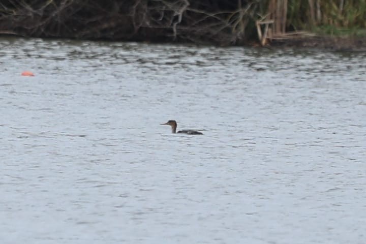 Red-breasted Merganser - ML644640610