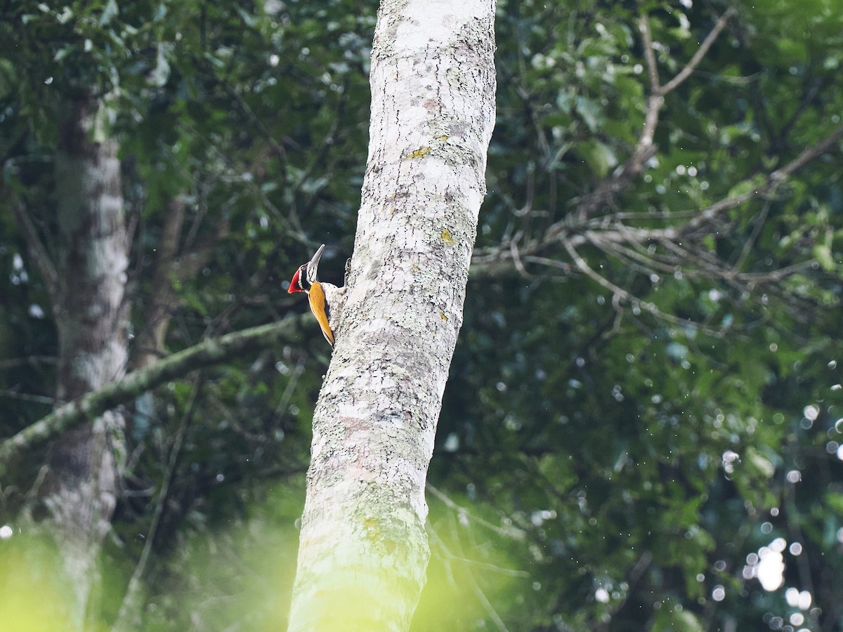 sultanspett - ML644640611