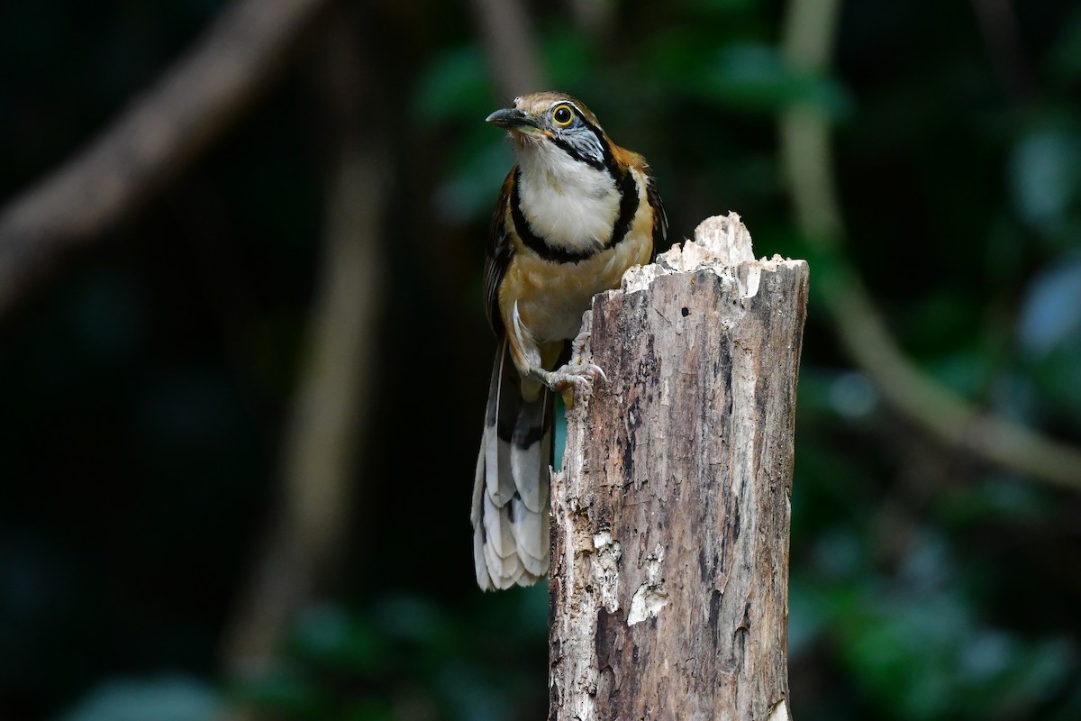 storkjedelattertrost - ML644640613