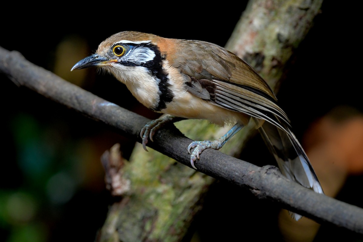 storkjedelattertrost - ML644640614