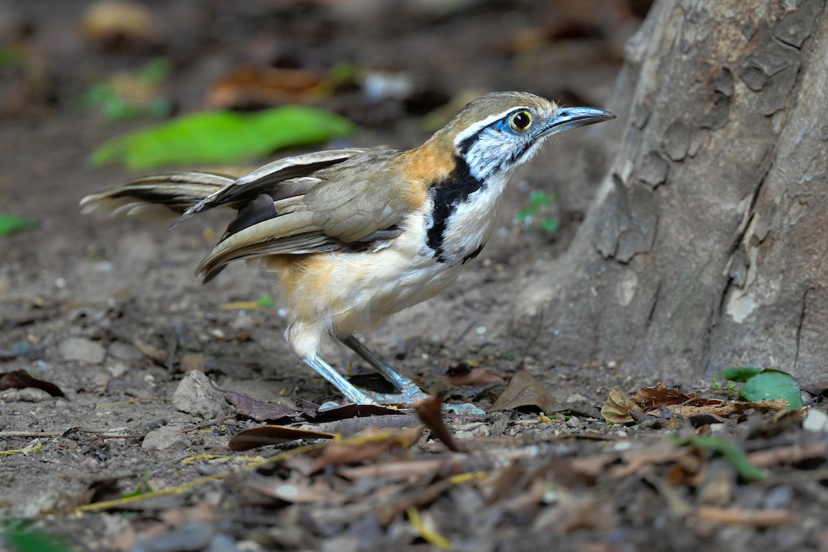 storkjedelattertrost - ML644640615