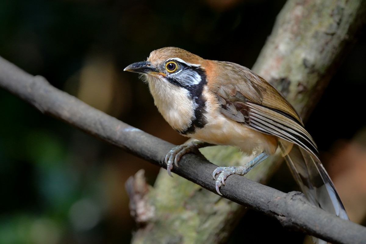 storkjedelattertrost - ML644640616