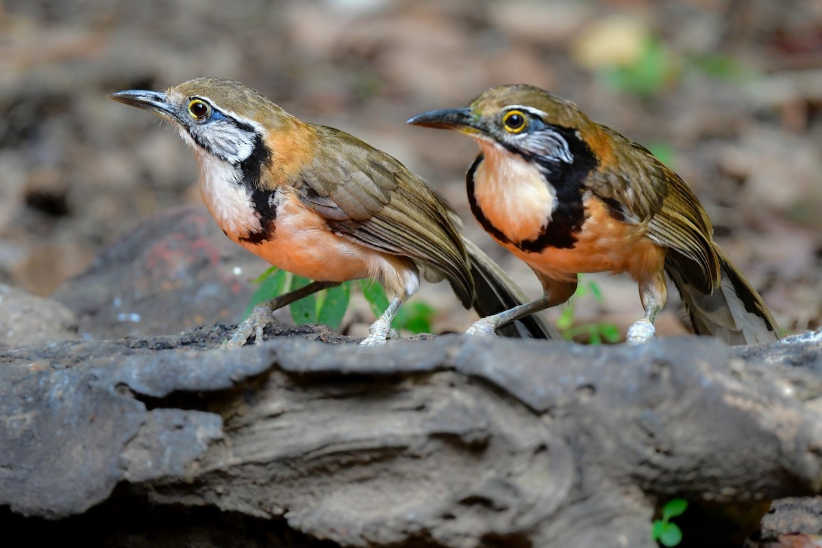 storkjedelattertrost - ML644640617