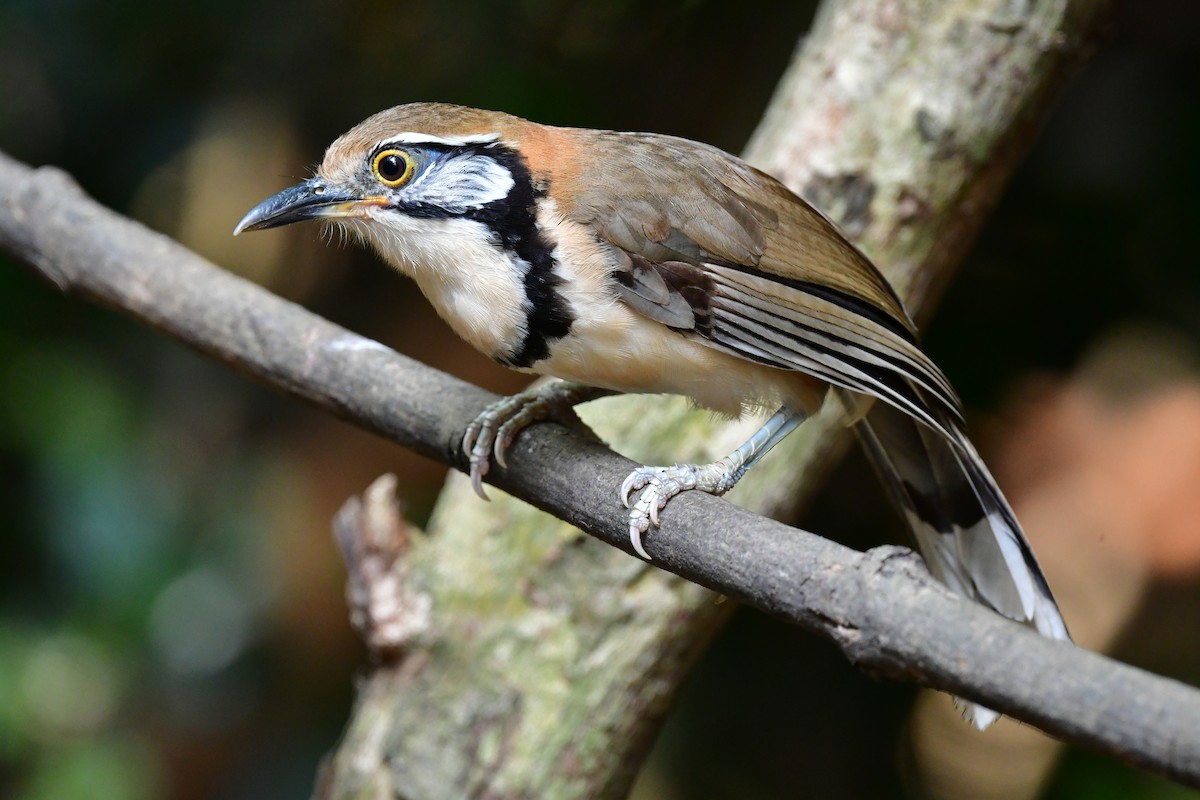 storkjedelattertrost - ML644640618