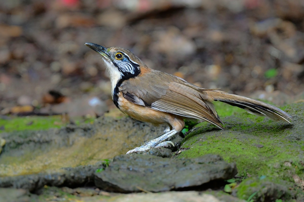 storkjedelattertrost - ML644640619