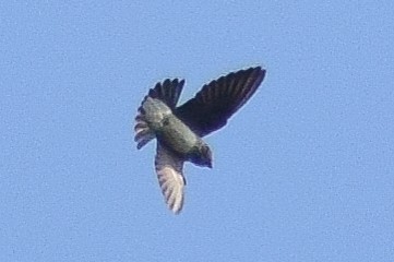 hindusvale - ML644640621