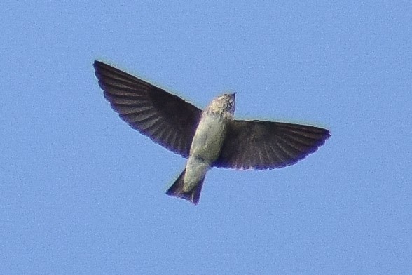 hindusvale - ML644640622